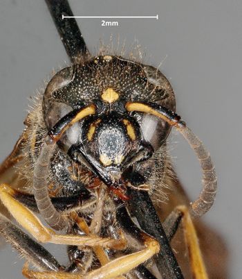 Media type: image;   Entomology 29732 Aspect: head frontal view